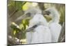 USA, Louisiana, Miller's Lake. Little blue heron chicks.-Jaynes Gallery-Mounted Photographic Print