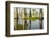 USA, Louisiana, Miller's Lake. Tupelo trees in lake.-Jaynes Gallery-Framed Photographic Print