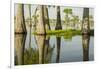 USA, Louisiana, Miller's Lake. Tupelo trees in lake.-Jaynes Gallery-Framed Photographic Print