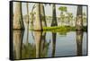 USA, Louisiana, Miller's Lake. Tupelo trees in lake.-Jaynes Gallery-Framed Stretched Canvas