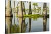 USA, Louisiana, Miller's Lake. Tupelo trees in lake.-Jaynes Gallery-Stretched Canvas