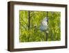 USA, Louisiana, Miller's Lake. White ibis in flight.-Jaynes Gallery-Framed Photographic Print