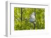 USA, Louisiana, Miller's Lake. White ibis in flight.-Jaynes Gallery-Framed Photographic Print