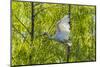 USA, Louisiana, Miller's Lake. White ibis in flight.-Jaynes Gallery-Mounted Photographic Print