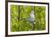 USA, Louisiana, Miller's Lake. White ibis in flight.-Jaynes Gallery-Framed Photographic Print