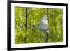 USA, Louisiana, Miller's Lake. White ibis in flight.-Jaynes Gallery-Framed Photographic Print