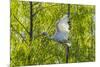 USA, Louisiana, Miller's Lake. White ibis in flight.-Jaynes Gallery-Mounted Photographic Print
