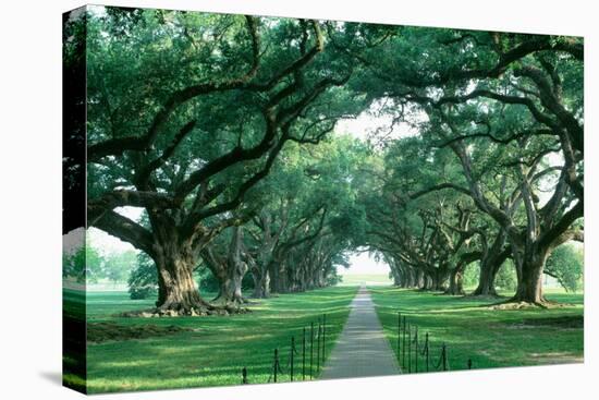 USA, Louisiana, New Orleans, brick path through alley of oak trees-null-Stretched Canvas