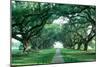 USA, Louisiana, New Orleans, brick path through alley of oak trees-null-Mounted Photographic Print