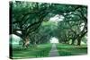 USA, Louisiana, New Orleans, brick path through alley of oak trees-null-Stretched Canvas