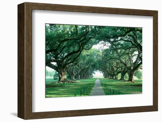 USA, Louisiana, New Orleans, brick path through alley of oak trees-null-Framed Photographic Print