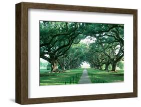 USA, Louisiana, New Orleans, brick path through alley of oak trees-null-Framed Photographic Print