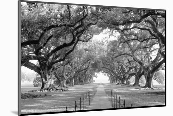 USA, Louisiana, New Orleans, brick path through alley of oak trees-null-Mounted Photographic Print