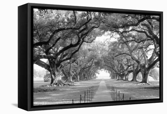 USA, Louisiana, New Orleans, brick path through alley of oak trees-null-Framed Stretched Canvas