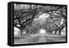 USA, Louisiana, New Orleans, brick path through alley of oak trees-null-Framed Stretched Canvas