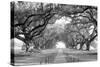 USA, Louisiana, New Orleans, brick path through alley of oak trees-null-Stretched Canvas