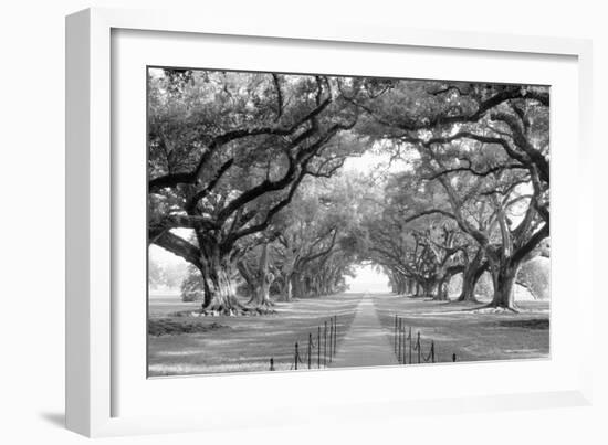 USA, Louisiana, New Orleans, brick path through alley of oak trees-null-Framed Photographic Print