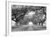 USA, Louisiana, New Orleans, brick path through alley of oak trees-null-Framed Photographic Print