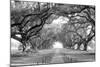 USA, Louisiana, New Orleans, brick path through alley of oak trees-null-Mounted Photographic Print