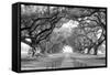 USA, Louisiana, New Orleans, brick path through alley of oak trees-null-Framed Stretched Canvas