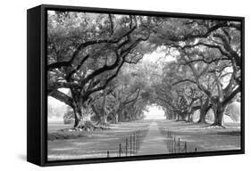 USA, Louisiana, New Orleans, brick path through alley of oak trees-null-Framed Stretched Canvas