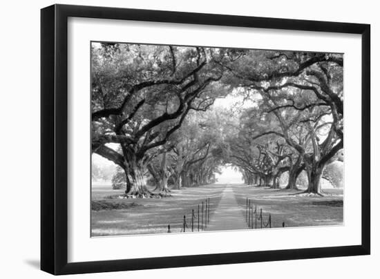 USA, Louisiana, New Orleans, brick path through alley of oak trees-null-Framed Photographic Print