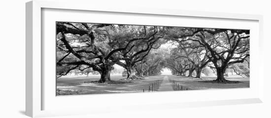 USA, Louisiana, New Orleans, brick path through alley of oak trees-null-Framed Photographic Print