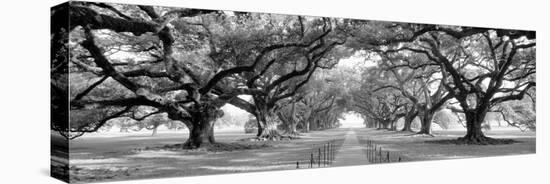 USA, Louisiana, New Orleans, brick path through alley of oak trees-null-Stretched Canvas