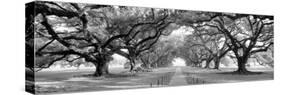 USA, Louisiana, New Orleans, brick path through alley of oak trees-null-Stretched Canvas