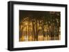 USA, Louisiana. Sunrise on Miller's Lake.-Jaynes Gallery-Framed Photographic Print