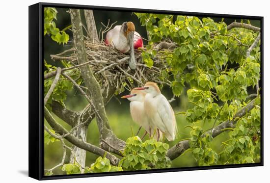 USA, Louisiana, Vermilion Parish. Cattle egret pair and nesting roseate spoonbill.-Jaynes Gallery-Framed Stretched Canvas