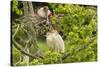 USA, Louisiana, Vermilion Parish. Cattle egret pair and nesting roseate spoonbill.-Jaynes Gallery-Stretched Canvas