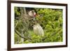 USA, Louisiana, Vermilion Parish. Cattle egret pair and nesting roseate spoonbill.-Jaynes Gallery-Framed Photographic Print
