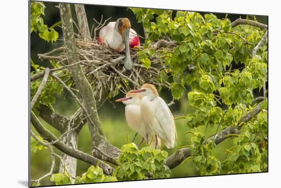USA, Louisiana, Vermilion Parish. Cattle egret pair and nesting roseate spoonbill.-Jaynes Gallery-Mounted Photographic Print