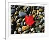 USA, Maine, a Maple Leaf on a Rock Background-Jaynes Gallery-Framed Photographic Print