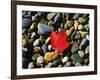 USA, Maine, a Maple Leaf on a Rock Background-Jaynes Gallery-Framed Photographic Print