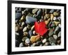 USA, Maine, a Maple Leaf on a Rock Background-Jaynes Gallery-Framed Photographic Print