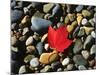 USA, Maine, a Maple Leaf on a Rock Background-Jaynes Gallery-Mounted Photographic Print