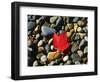 USA, Maine, a Maple Leaf on a Rock Background-Jaynes Gallery-Framed Photographic Print