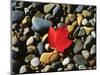 USA, Maine, a Maple Leaf on a Rock Background-Jaynes Gallery-Mounted Photographic Print