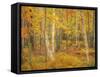 USA, Maine, Acadia National Park. Autumn colors in forest.-Jaynes Gallery-Framed Stretched Canvas