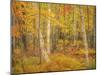 USA, Maine, Acadia National Park. Autumn colors in forest.-Jaynes Gallery-Mounted Photographic Print