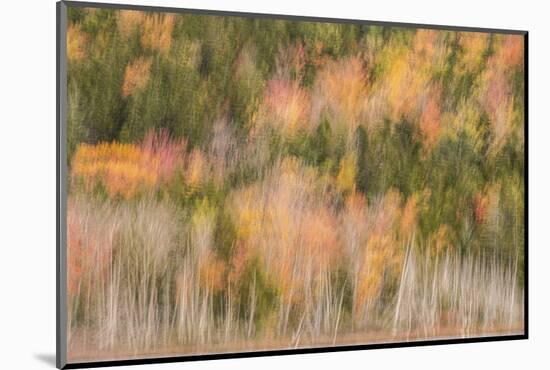 USA, Maine, Acadia National Park. Forest abstract.-Jaynes Gallery-Mounted Photographic Print