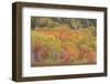 USA, Maine, Acadia National Park. Forest landscape in autumn colors.-Jaynes Gallery-Framed Photographic Print