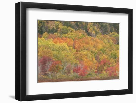 USA, Maine, Acadia National Park. Forest landscape in autumn colors.-Jaynes Gallery-Framed Photographic Print