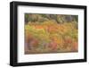 USA, Maine, Acadia National Park. Forest landscape in autumn colors.-Jaynes Gallery-Framed Photographic Print