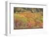 USA, Maine, Acadia National Park. Forest landscape in autumn colors.-Jaynes Gallery-Framed Photographic Print