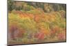 USA, Maine, Acadia National Park. Forest landscape in autumn colors.-Jaynes Gallery-Mounted Photographic Print