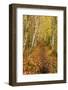 USA, Maine, Acadia National Park. Forest trail.-Jaynes Gallery-Framed Photographic Print