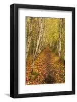 USA, Maine, Acadia National Park. Forest trail.-Jaynes Gallery-Framed Photographic Print